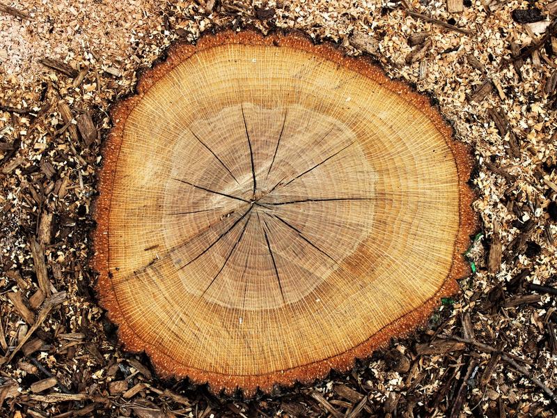 Stump grinding in Cedar Rapids area, IA