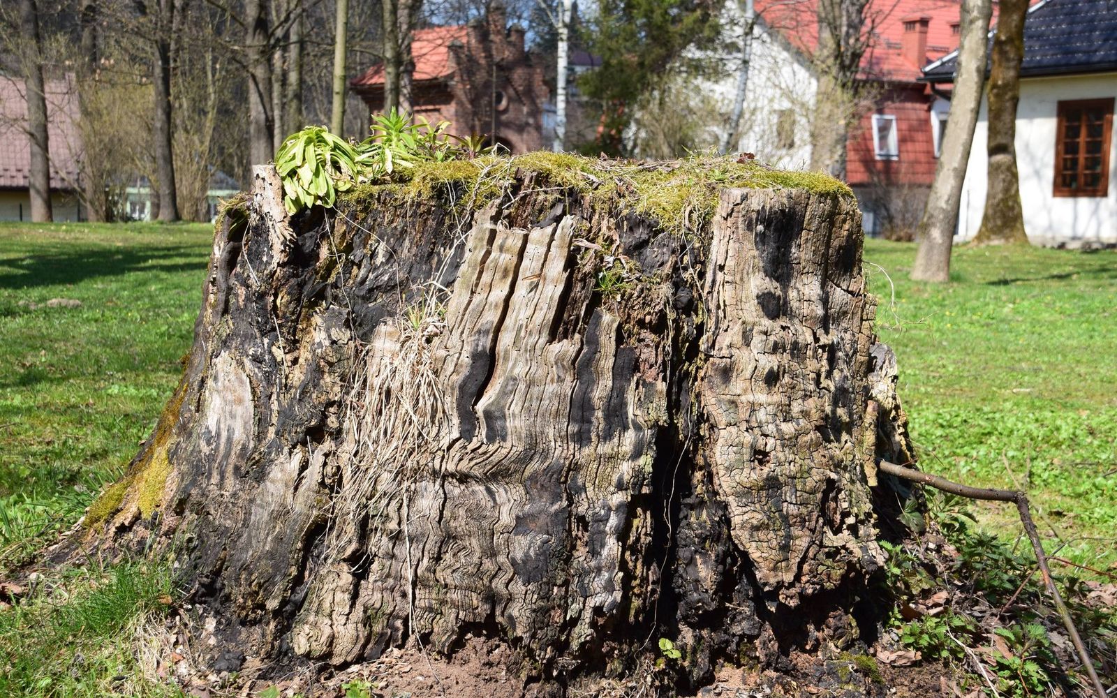 Stump grinding in Cedar Rapids, IA by Cedar Rapids Stump Grinding