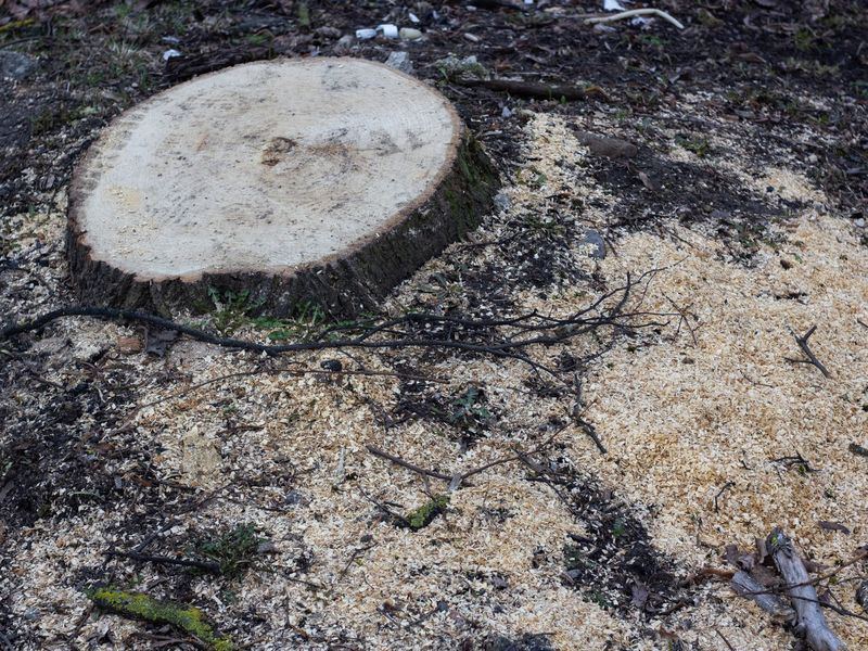 Stump grinding job in the Bowman Woods neighborhood of Cedar Rapids