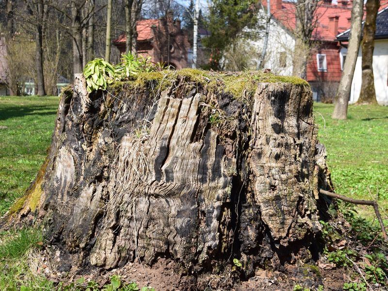 Stump grinding job near Central City, IA
