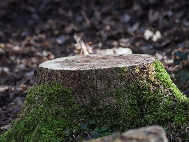 Stump grinding job in the Czech Village neighborhood of Cedar Rapids