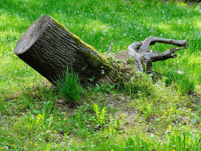 Stump grinding job in the Kingston Village neighborhood of Cedar Rapids