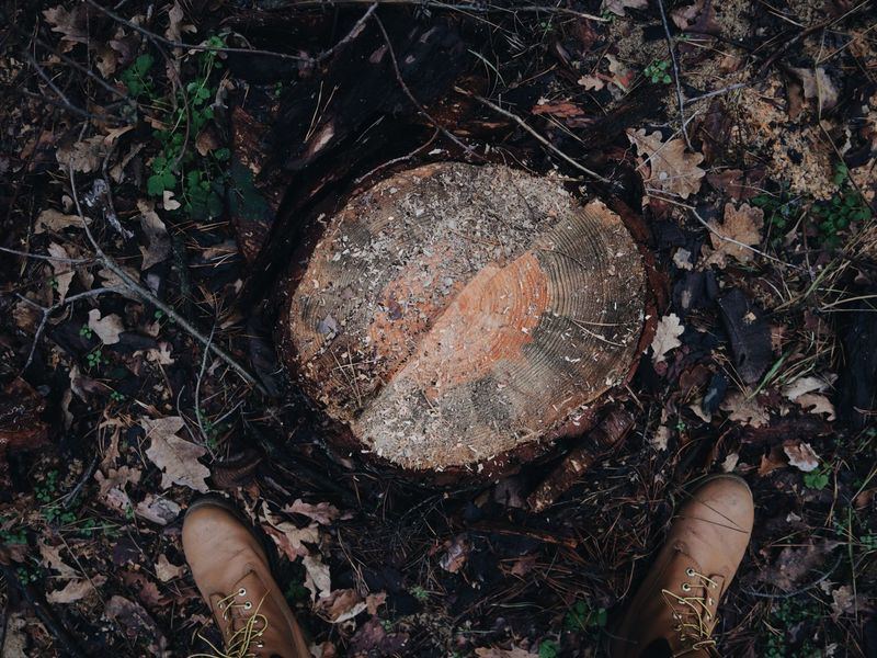 Stump grinding job in the NewBo neighborhood of Cedar Rapids
