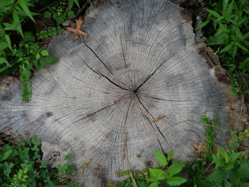 Stump grinding job in the Wellington Heights neighborhood of Cedar Rapids